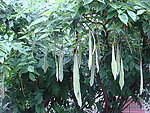 绿豆荚
