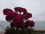 海边鲜花