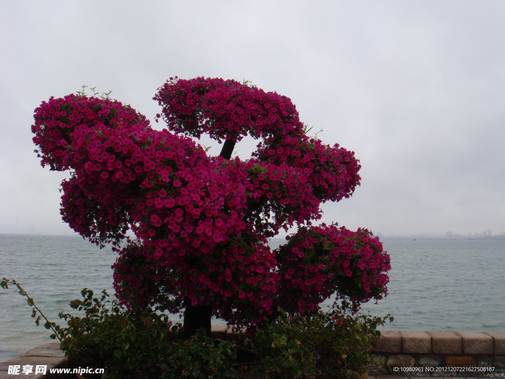 海边鲜花