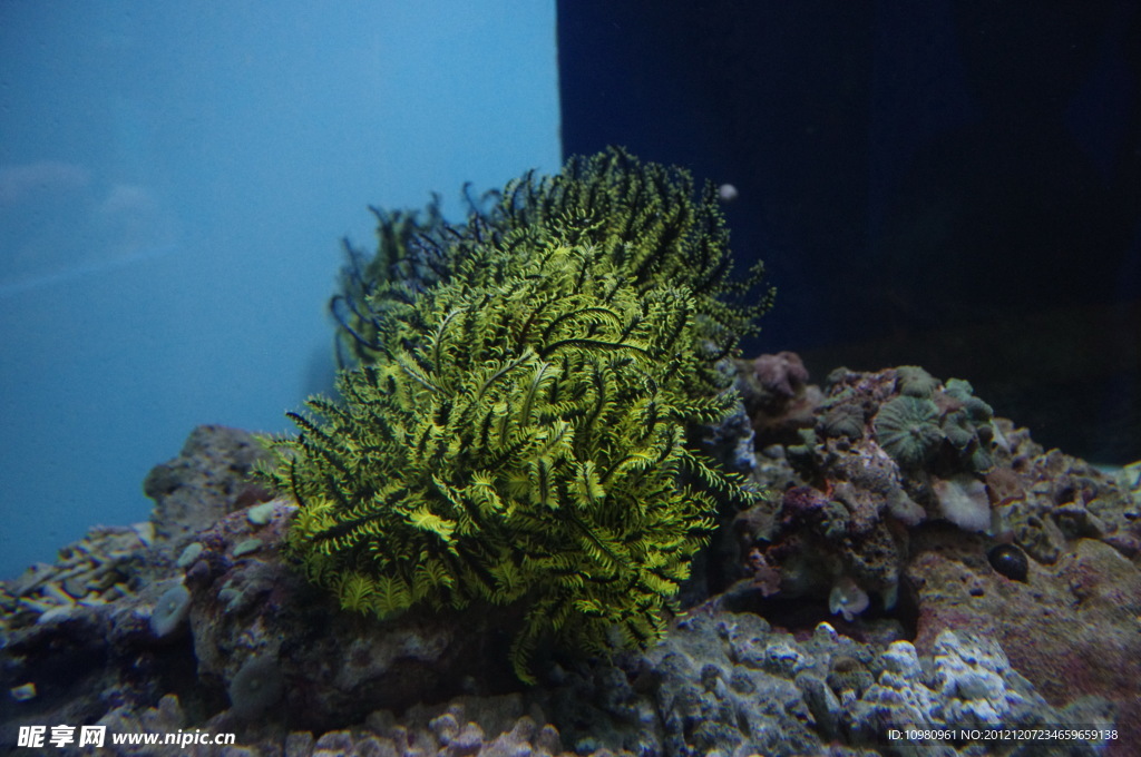 海洋生物