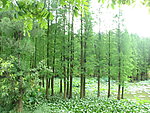 杨树林