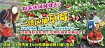草莓