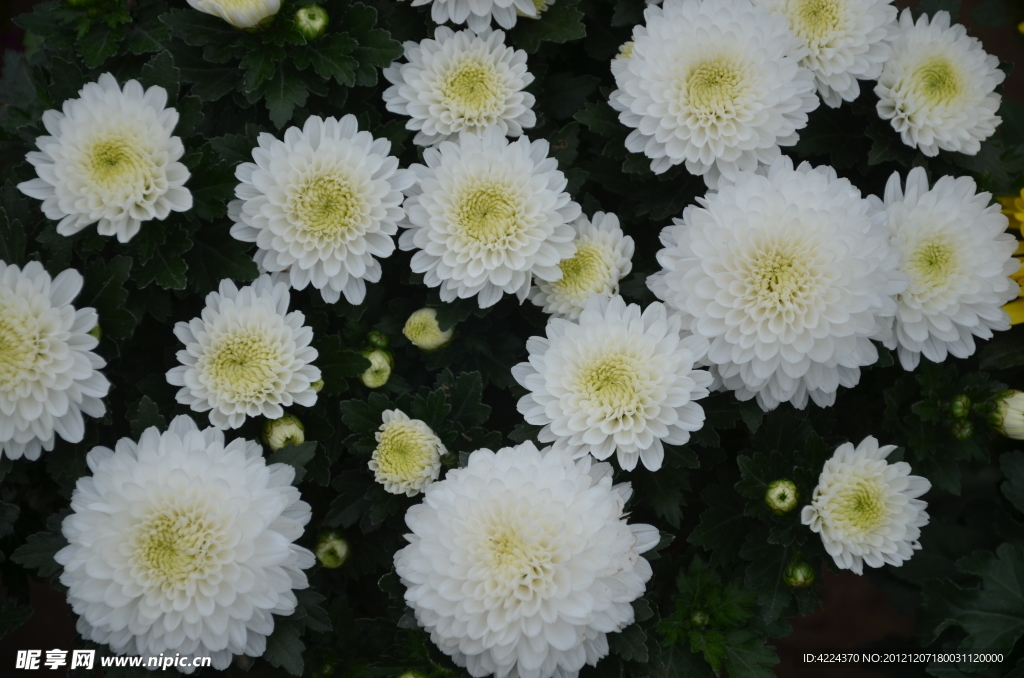 菊花
