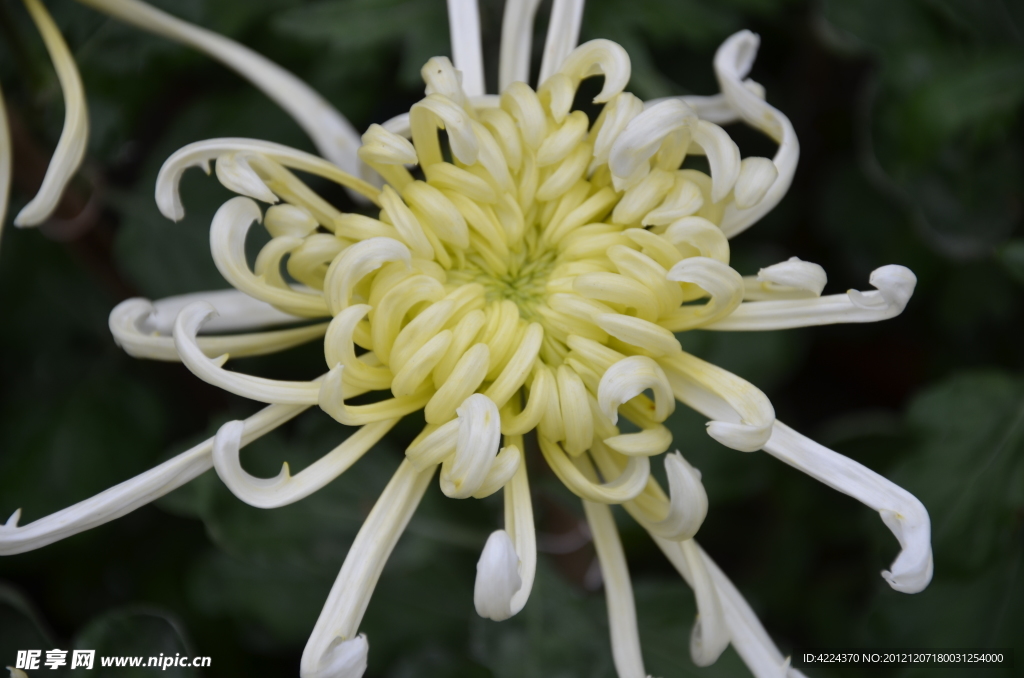 菊花