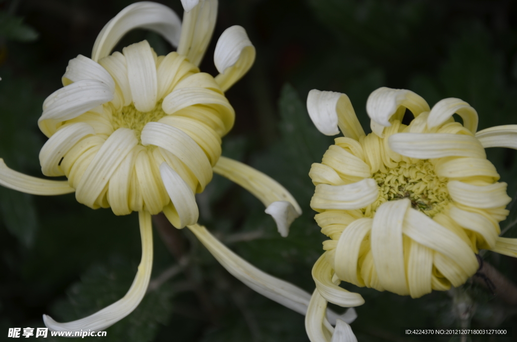 菊花