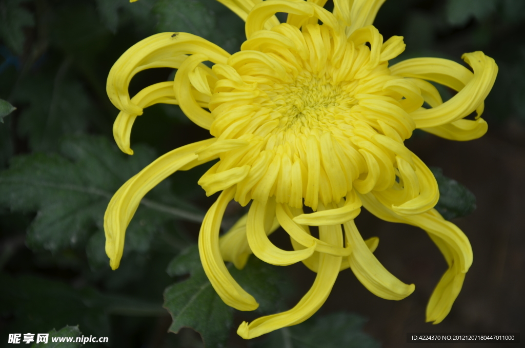菊花