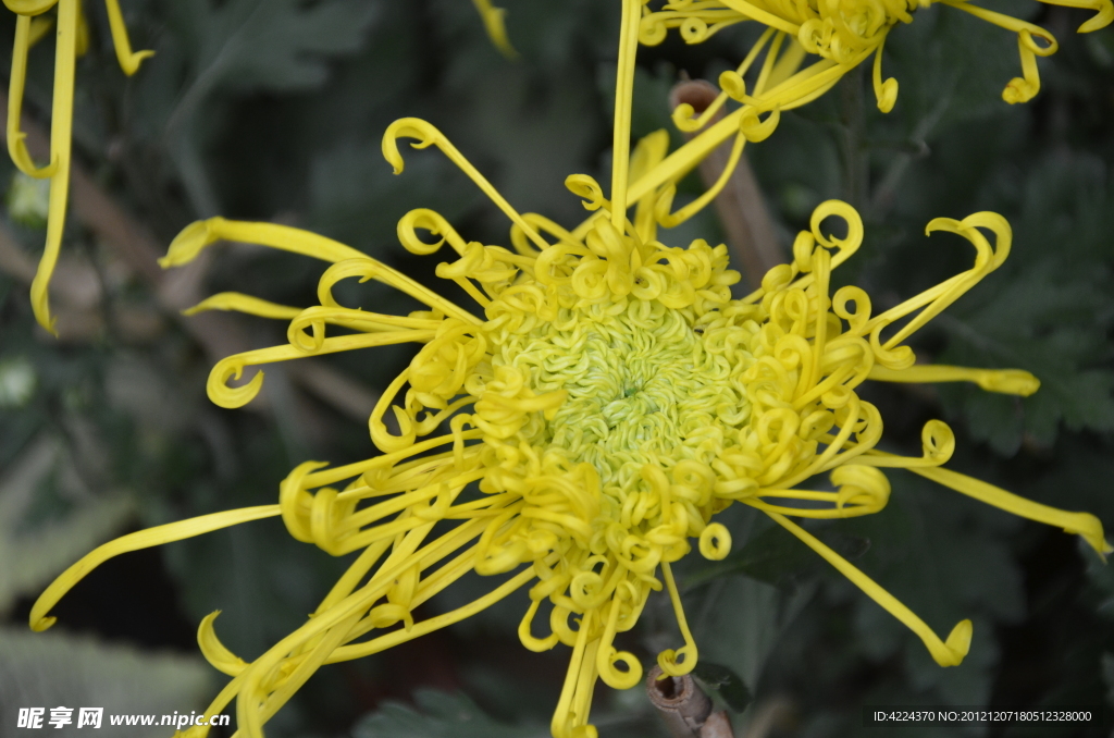 菊花