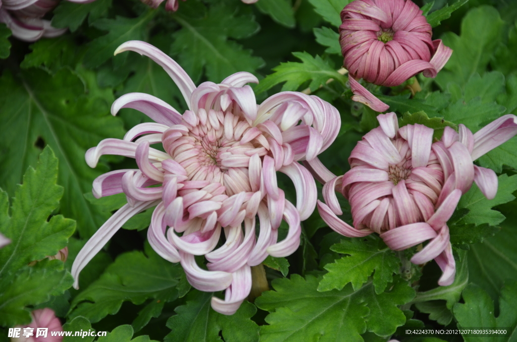 菊花