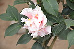 山茶