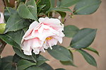 山茶