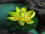 莲花