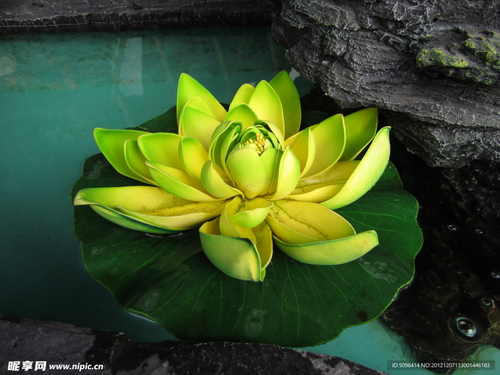 莲花
