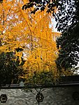 金色银杏