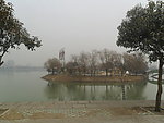 小岛 树林