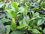 茶芽