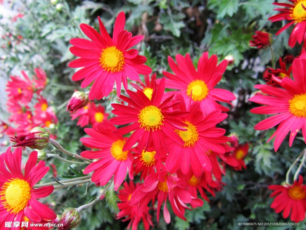 雏菊