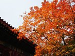 枫叶