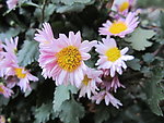 雏菊