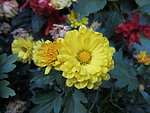 菊花