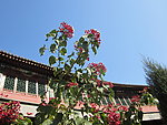 花与建筑