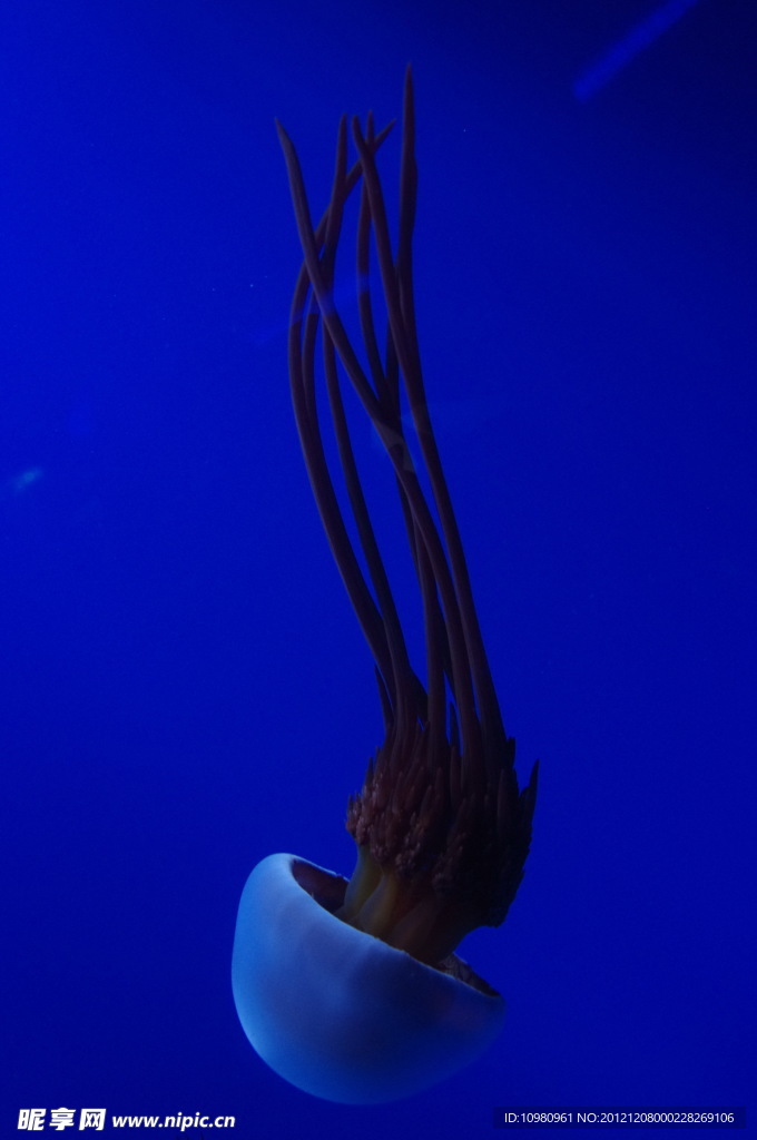 海蜇