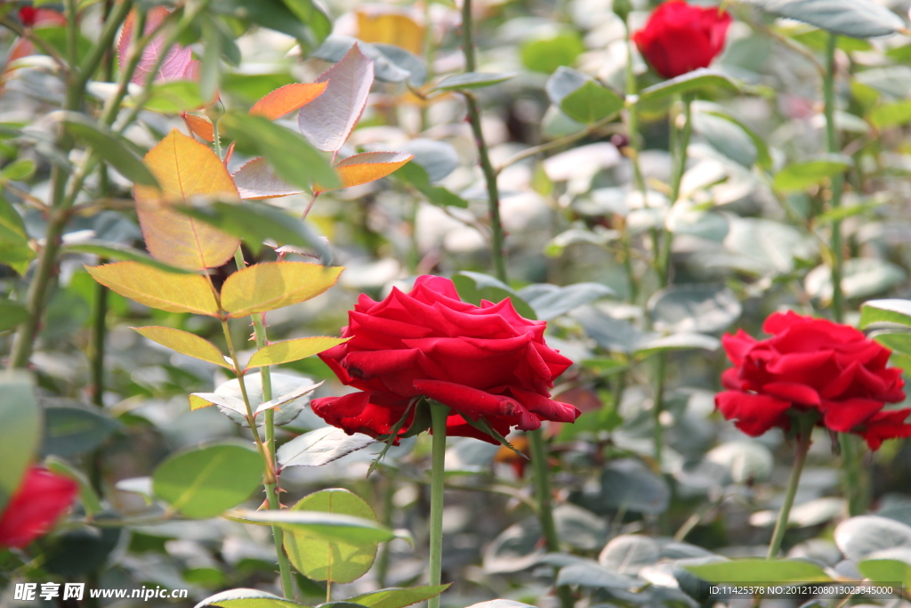 茶花