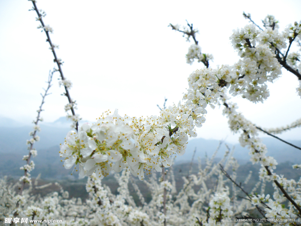 三华李花