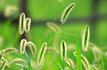 茅草