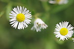 小菊花