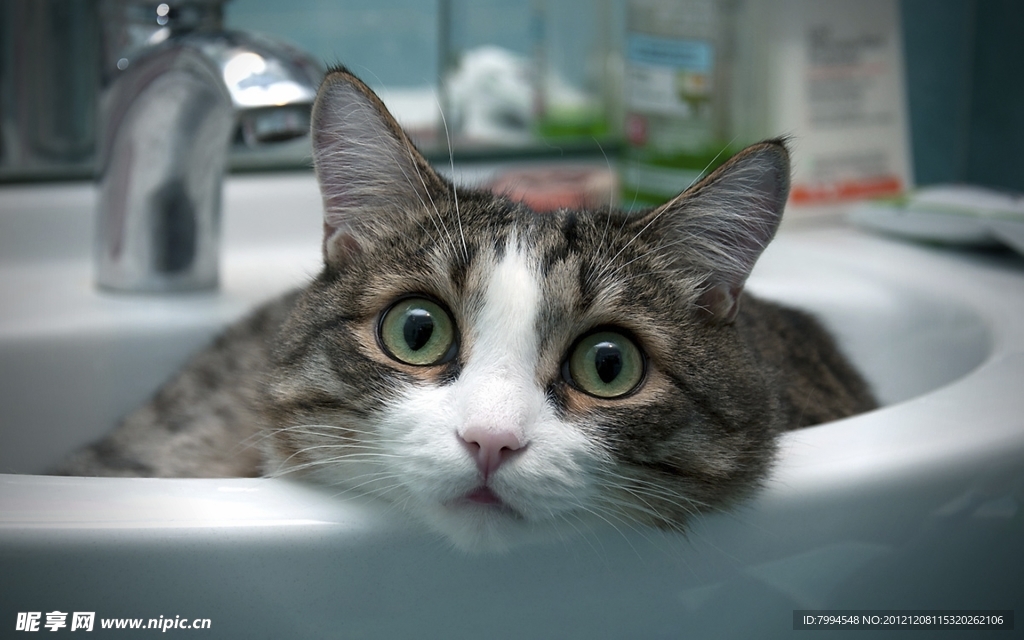 猫咪