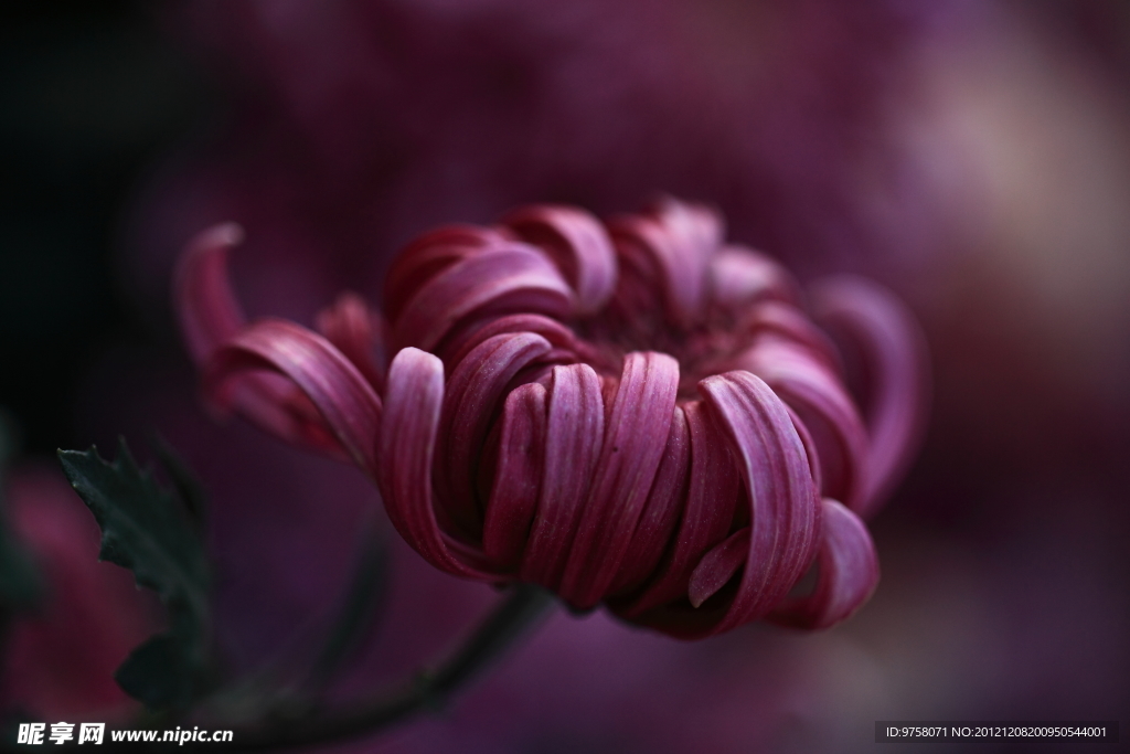 雏菊
