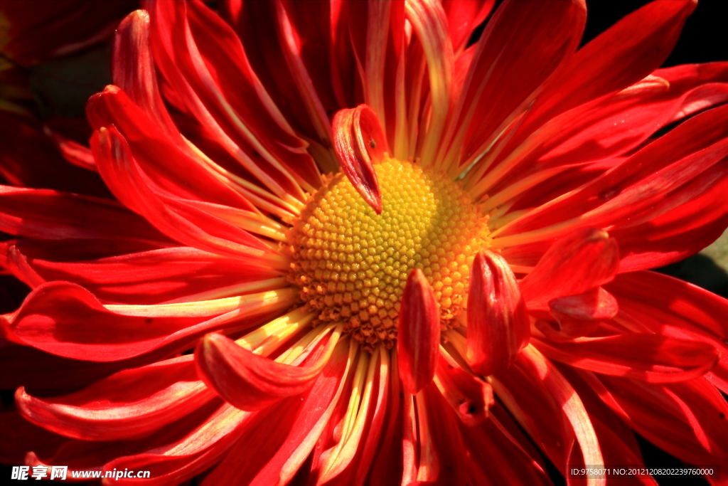 菊花
