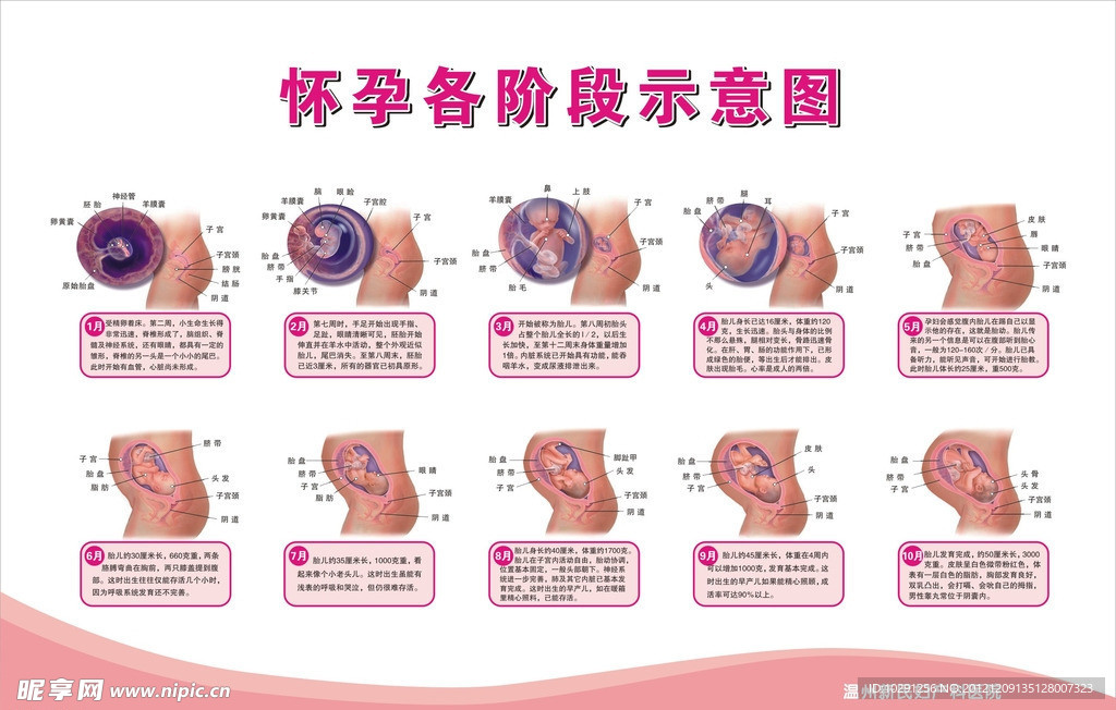 怀孕各阶段示意图
