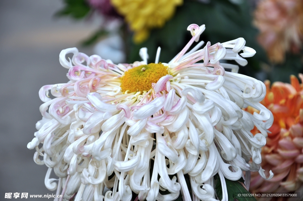 秋菊