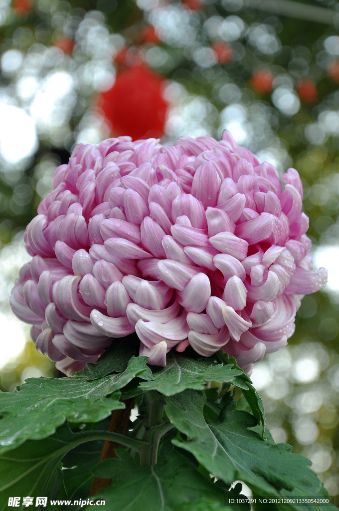 秋菊