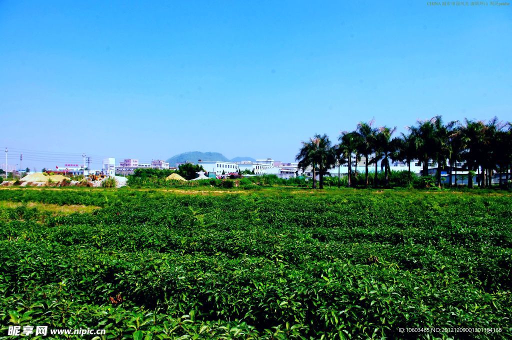 城市田园 园林苗木