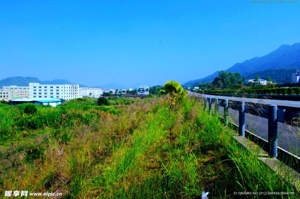 交通建设 道路芦苇