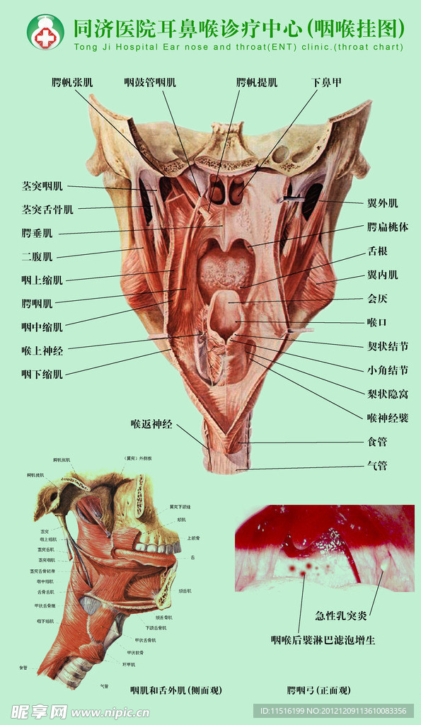 耳鼻咽喉科挂图