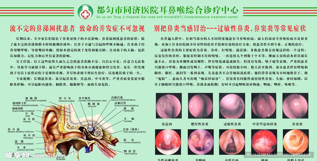 耳鼻咽喉科挂图综合