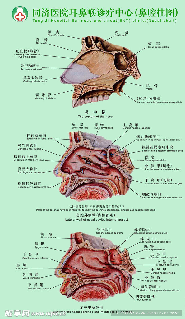 耳鼻咽喉科挂图