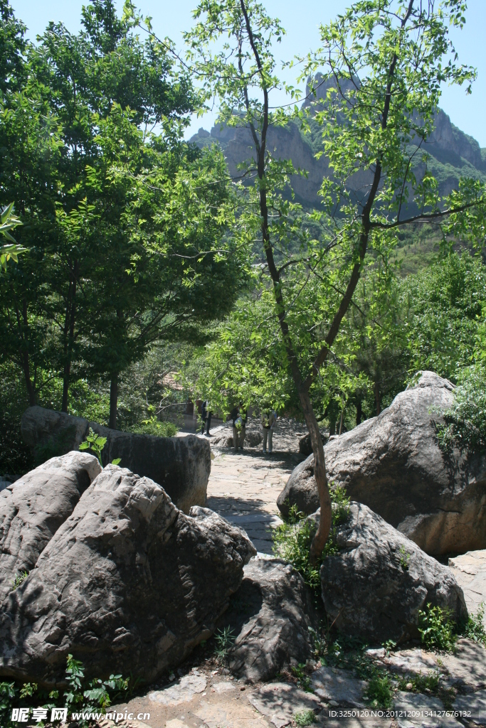 高山绿树