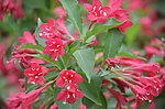 锦带花