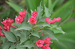 锦带花