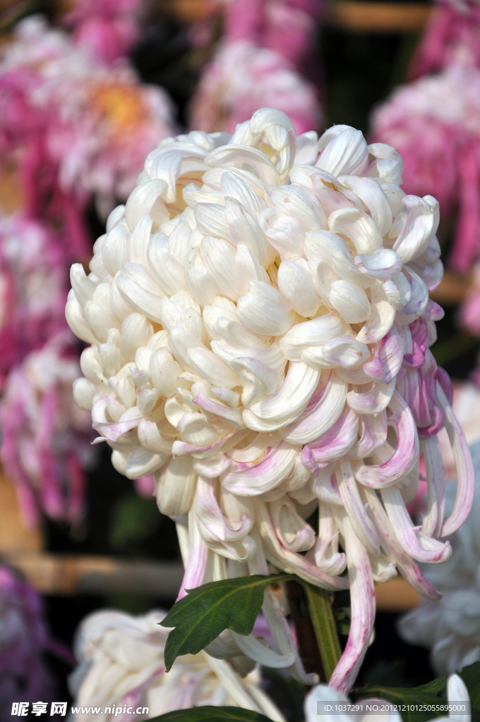 秋菊