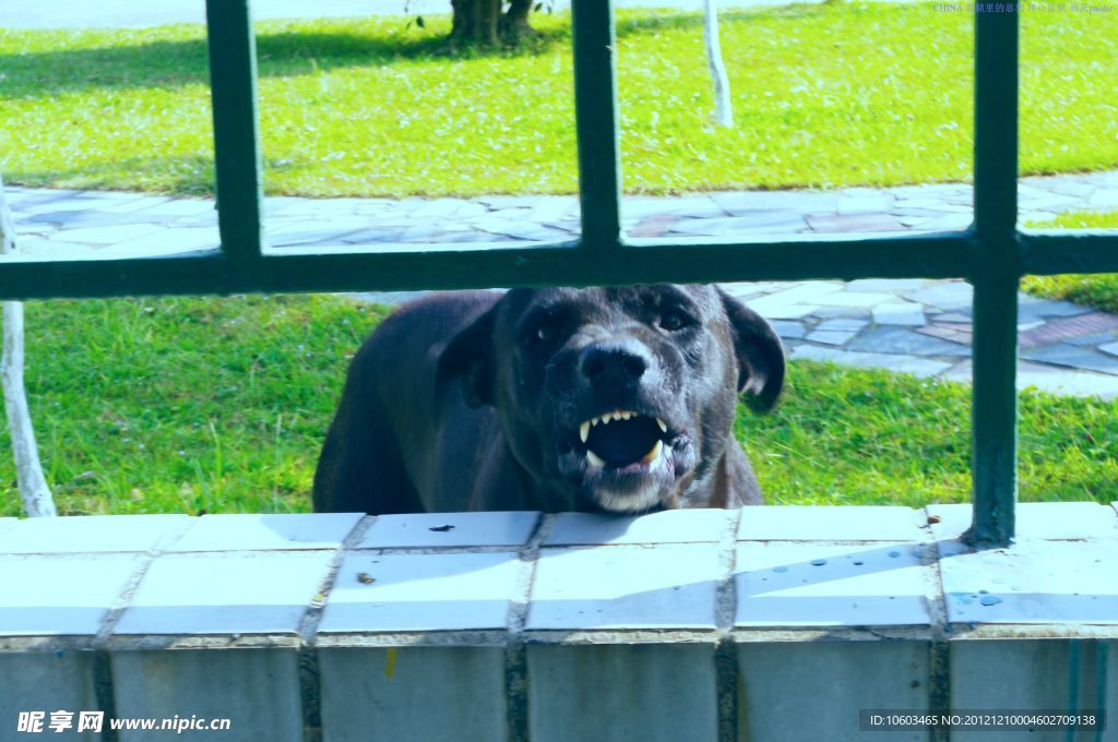 监狱狗犬 张牙舞爪