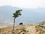 松树与马