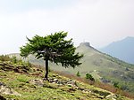 松树