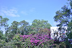 山花