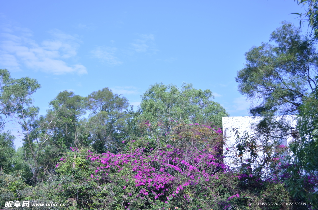 山花