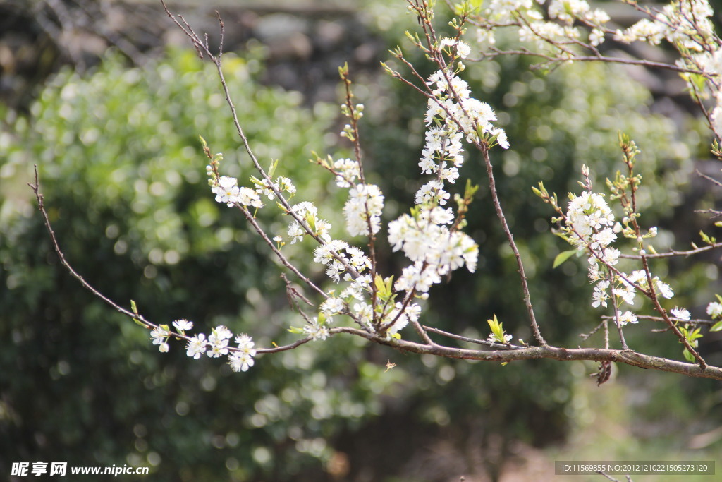 白色 桃花